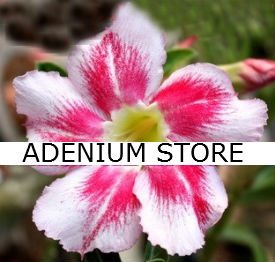 (image for) Adenium Obesum \'Christmas Eve\' 5 Seeds